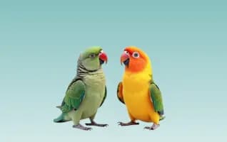 Engage directly with pet owner customers