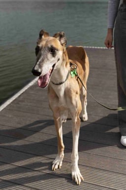 Dog boarding service for your pet