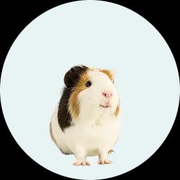 Guinea Pig