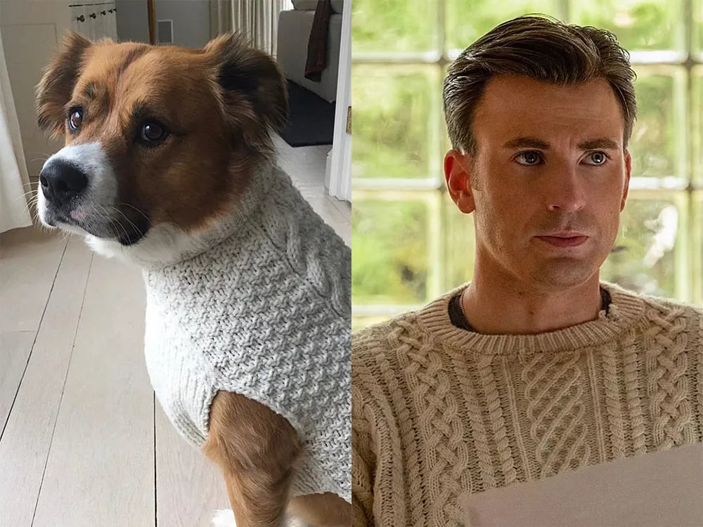 Celebrities Who Look Like Their Dogs (And You Can’t Unsee It) - Dog care article