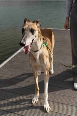 Dog boarding service for your pet