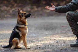 Dog obedience training classes service