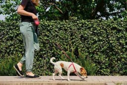 Professional dog walking service for your pet