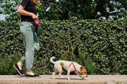 Professional dog walking service for your pet